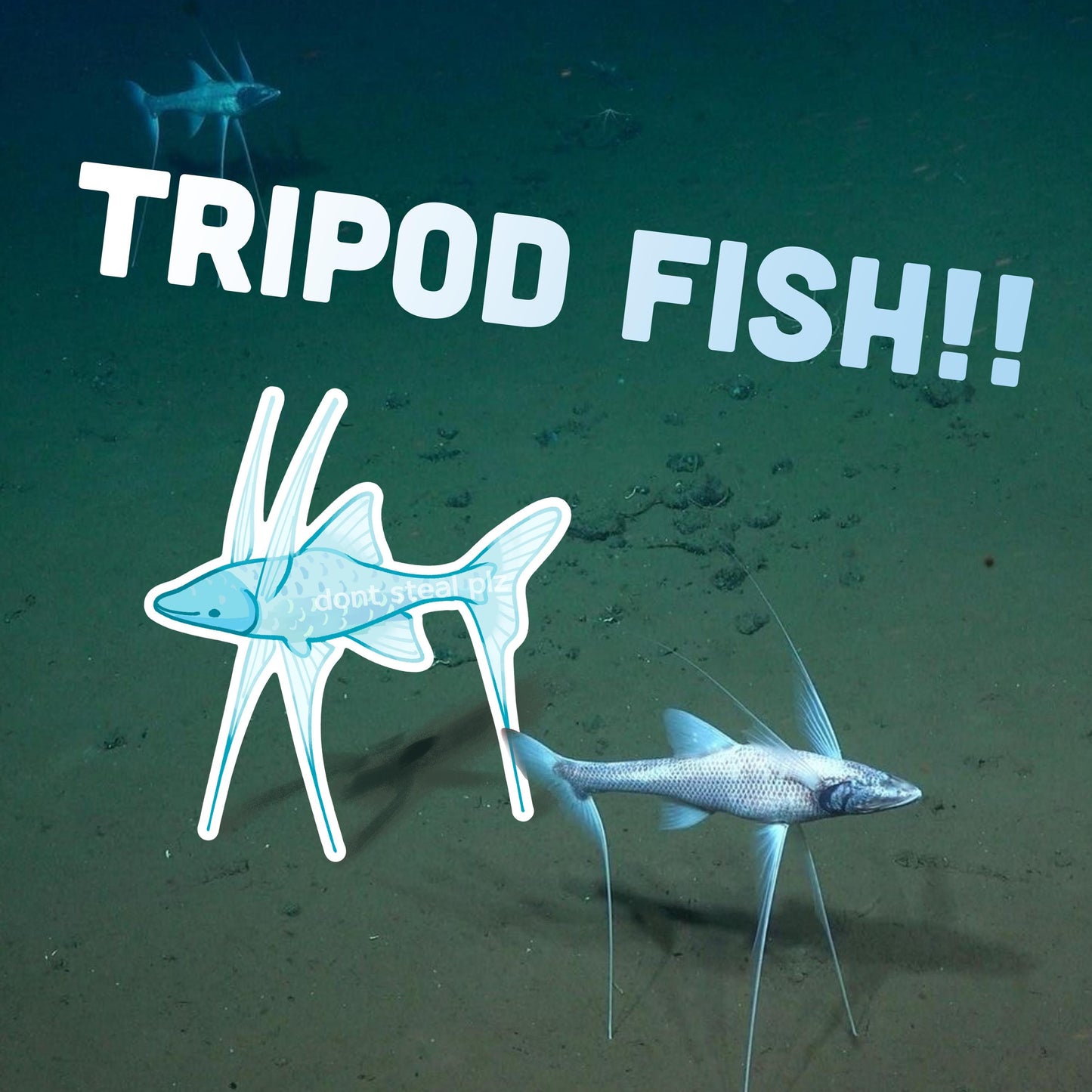 DEEP SEA fish stickers! barreleye, blobfish, oarfish, anglerfish, and tripodfish