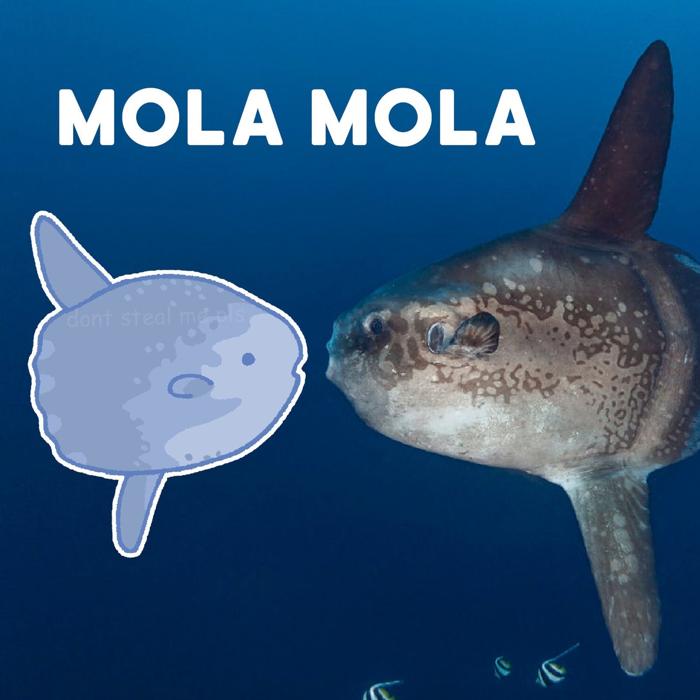 ocean fish stickers! coelacanth, sunfish + more