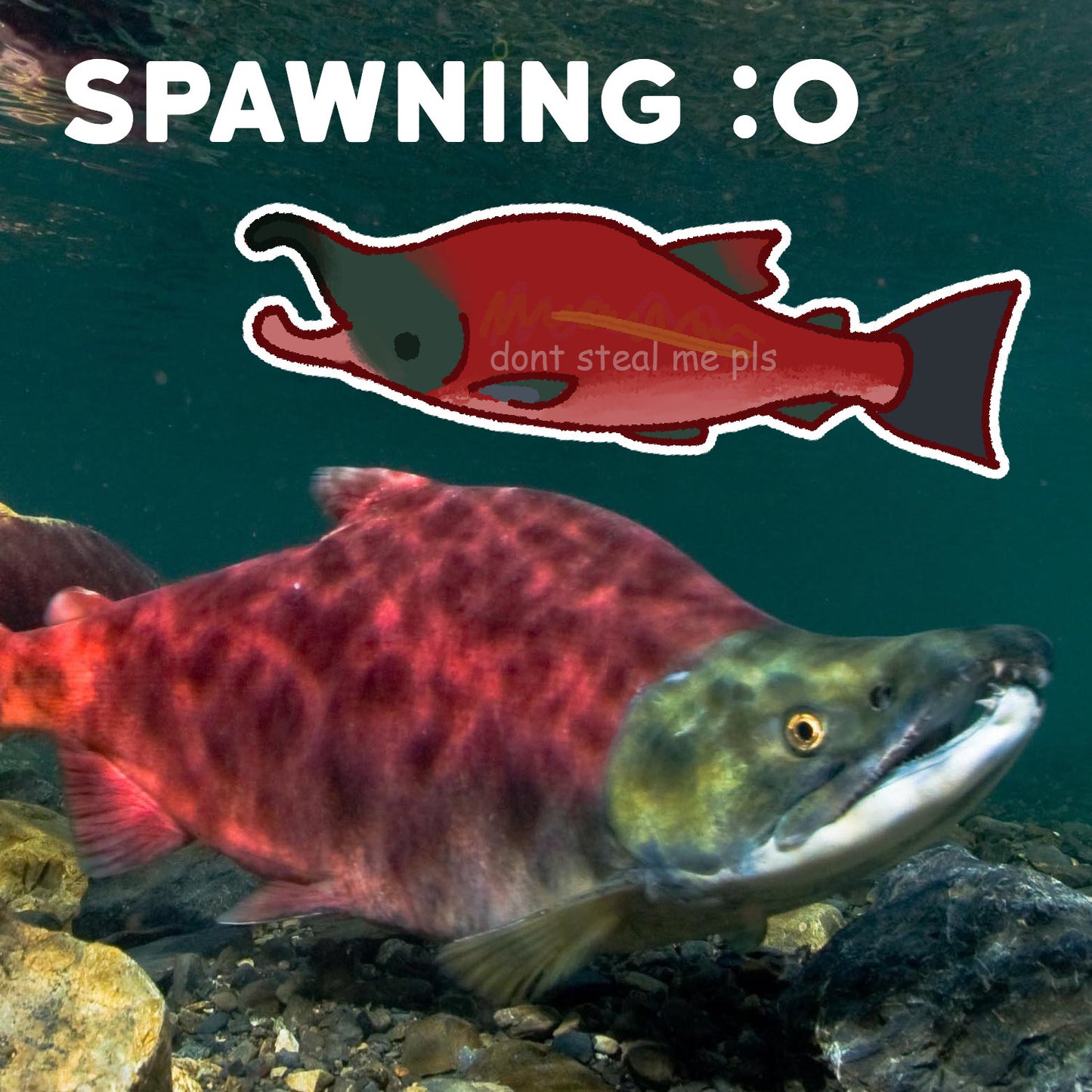 salmon stickers! sockeye fishy + more