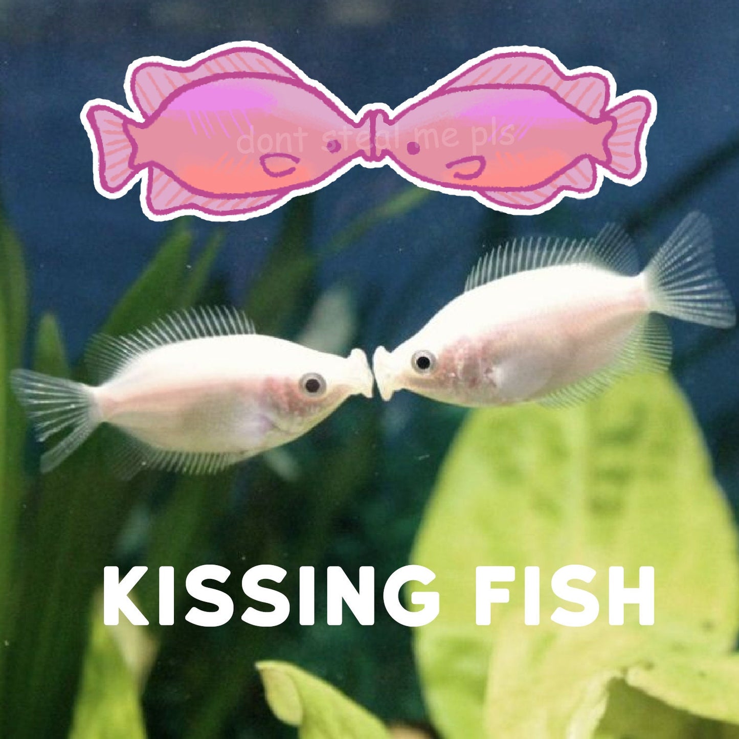 freshwater fish stickers! sturgeon, gar + more